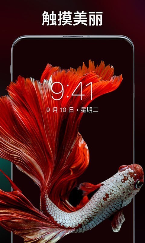 灵猫壁纸大全(2)