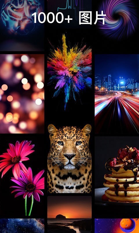 灵猫壁纸大全(1)