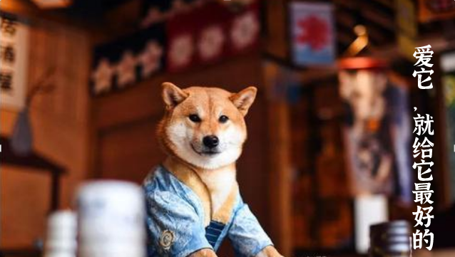 买宠物用品比较好的软件