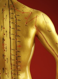 人体穴位3D模型(人体穴位查询软件) 2017 中文免费版