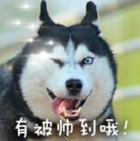 二哈表情包图片大全 绿色版