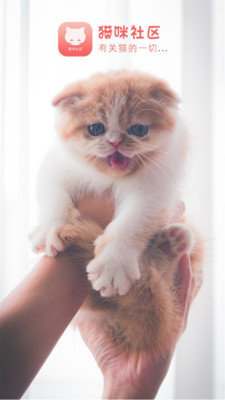 猫咪社区(3)