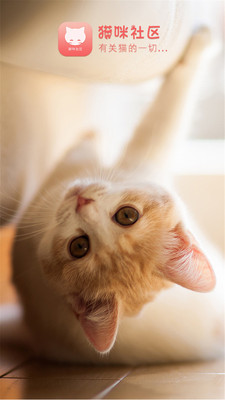 猫咪社区(2)