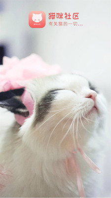 猫咪社区(4)