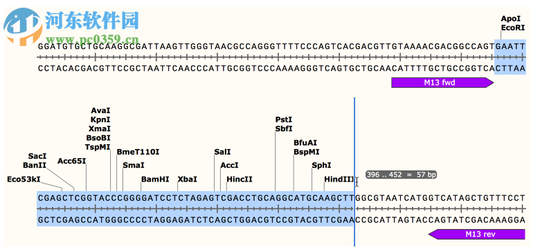 GSL Biotech SnapGene(分子生物学软件)