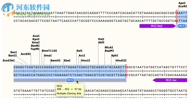 GSL Biotech SnapGene(分子生物学软件)