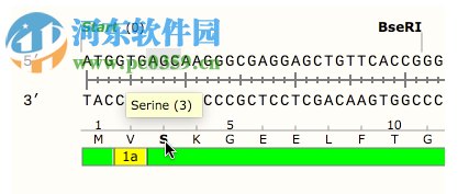 GSL Biotech SnapGene(分子生物学软件)