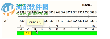 GSL Biotech SnapGene(分子生物学软件)