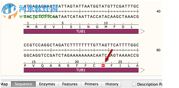 GSL Biotech SnapGene(分子生物学软件)