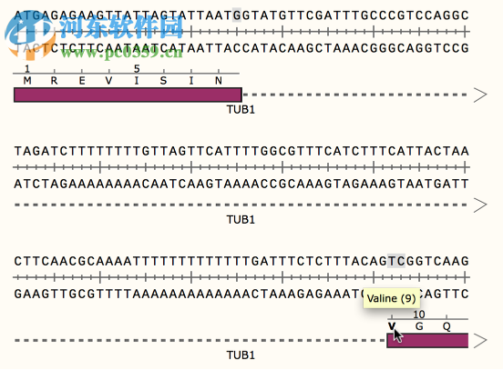 GSL Biotech SnapGene(分子生物学软件)