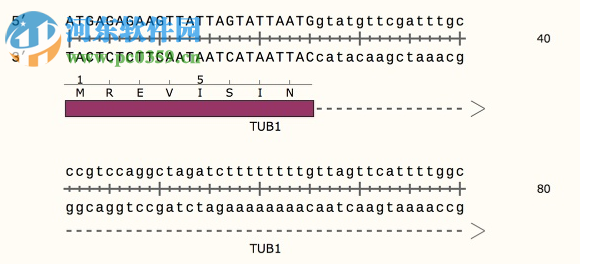 GSL Biotech SnapGene(分子生物学软件)